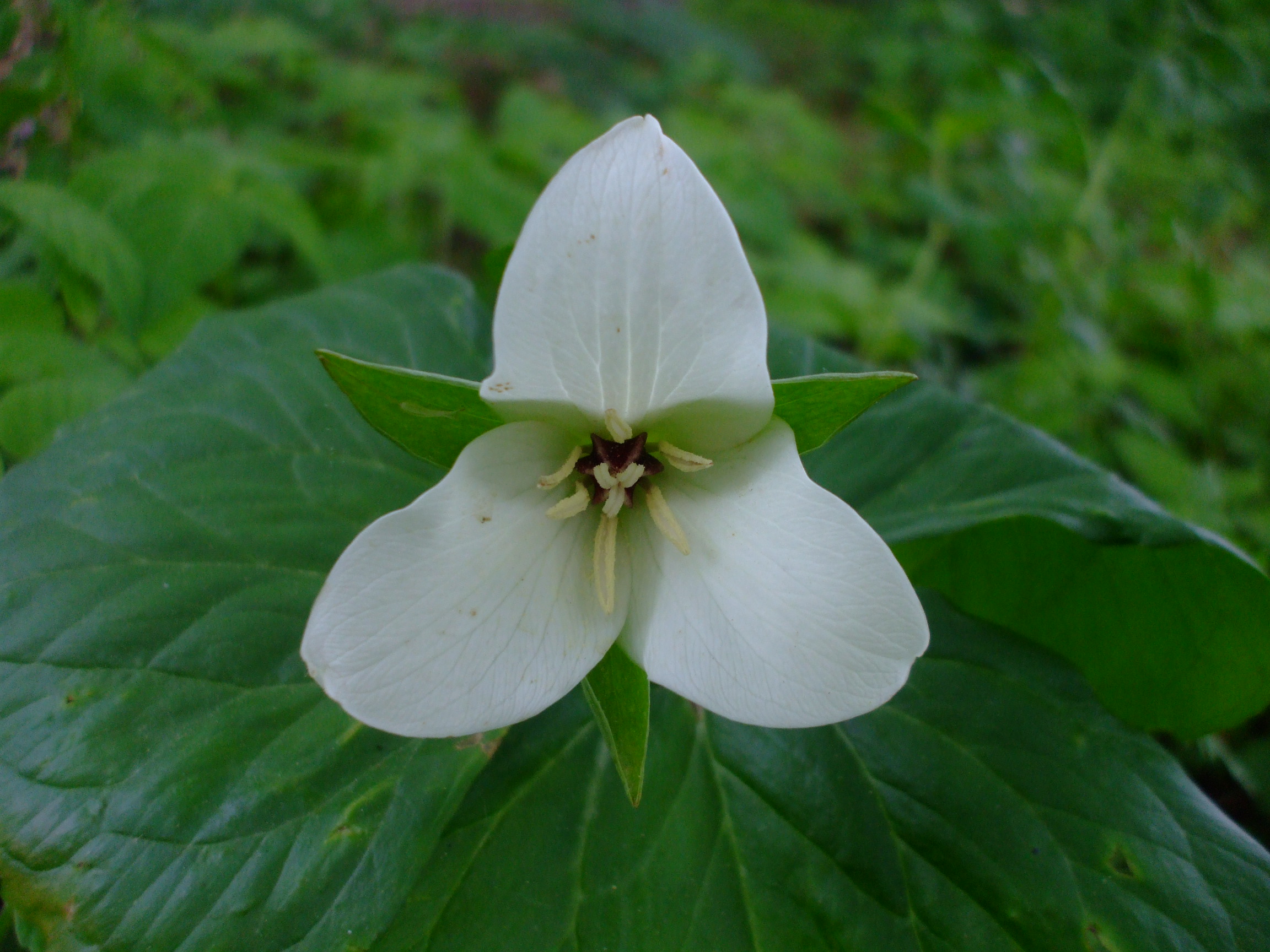 Trillium erectum album